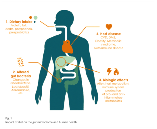 role of gut bacteria